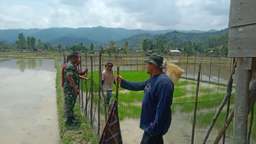 Wujudkan Swasembada Pangan, Kopda Zulmaradona Bantu Petani Tingkatkan Produktivitas Padi