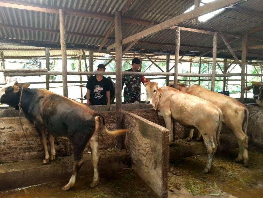 *Yakinkan Hewan Ternak Warga Bebas PMK, Babinsa Koramil 06 Siak Hulu Komsos dengan Peternak Sapi*