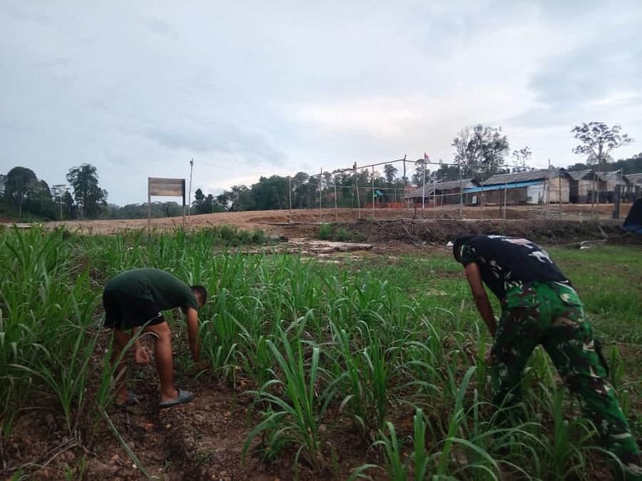 Yonif Teritorial Pembangunan 849/Beladau Sakti Optimalkan Lahan Produktif untuk Pakan Ternak Mandiri