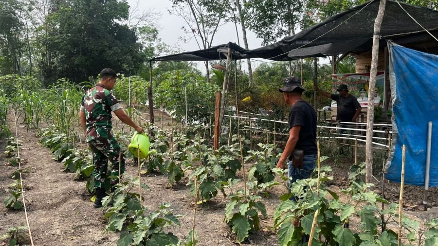 Yonif TP 850/SC Bersama Warga Gumanti Basmi Hama Tanaman