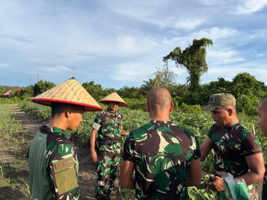 Yonif TP 898/PC Hasilkan Panen Melimpah Untuk Kebutuhan Satuan