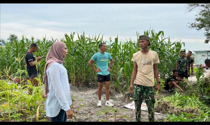 Yonif TP 952/IB Gelar Panen Kacang Panjang Dan Kangkung di Lahan Pertanian Batalyon