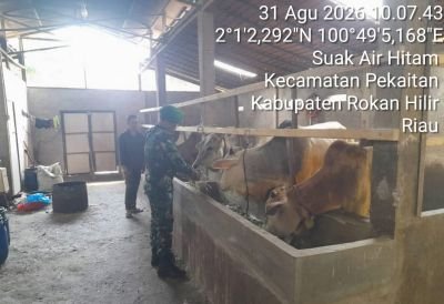 Antisipasi Penyakit PMK, Babinsa Koramil 0321-01/Bangko Cek Kesehatan Ternak Sapi di Pekaitan