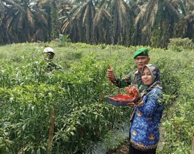 Babinsa Dampingi Panen Perdana Cabai Merah di Surya Indah