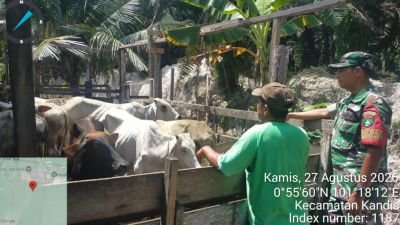 Babinsa Kandis Dampingi Vaksinasi PMK di Kampung Bekalar