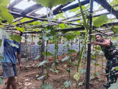 Babinsa Koramil 02/KT Turun ke Kebun, Dampingi Petani Gambas di Sentajo Raya