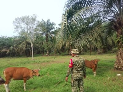 Babinsa Koramil Sungai Apit Dampingi Penyemprotan Disinfektan Cegah PMK pada Sapi