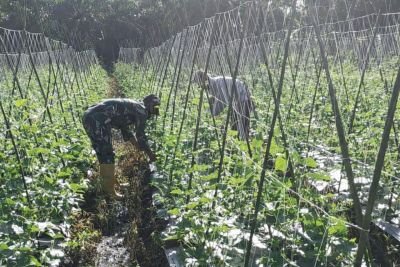 Babinsa Kubu Dampingi Petani Timun, Perkuat Ketahanan Pangan Lokal