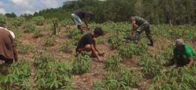 Babinsa Natuna Dorong Petani Selemam Tingkatkan Produksi Ubi Kayu