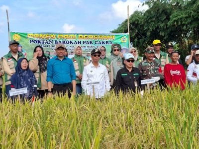Babinsa Pangke Barat Koramil 04/Tebing Dampingi Panen Perdana, Hasil Tembus 2 Ton