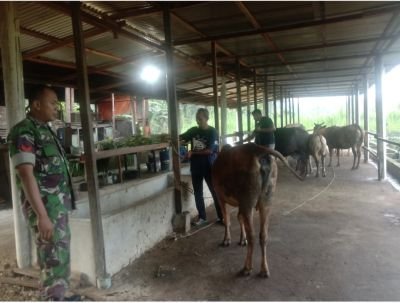 Babinsa Pelalawan Turun ke Kandang, Bantu Pengembangan Peternakan Sapi Warga