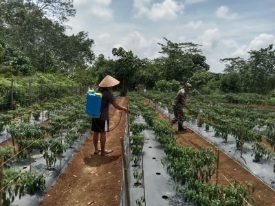 BABINSA RAMIL 07/KH TURUN KE KEBUN, BANTU PETANI RAWAT TANAMAN CABAI