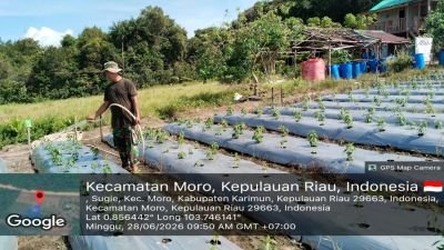 Babinsa Sugie Genjot Ketahanan Pangan Lewat Perawatan Cabai Rawit