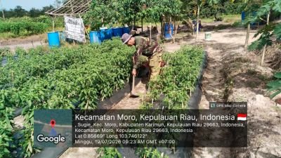 Babinsa Sugie Optimalkan Demplot Cabai Perkuat Ketahanan Pangan Warga