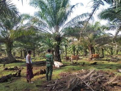 Cegah PMK, Babinsa 04 Kubu Periksa 12 Sapi di Tanjung Leban