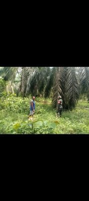 Kegiatan Penanggulangan Karhutla di wilayah Koramil 02/Sungai Apit pada Rabu, 13 Mei 2026
