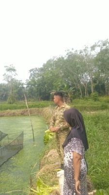 Kompi Markas Yonif TP 850/SC Pelajari Budidaya Lele Sistem Kolam Tanah