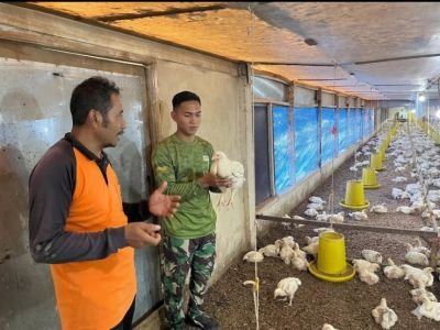 Kompi Markas Yonif TP 850/SC Perkuat Ketahanan Pangan Lewat Peternakan Ayam