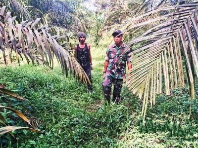 Pencegahan Karhutla Ditingkatkan Babinsa Koramil 02 Rambah Kodim 0313/KPR 