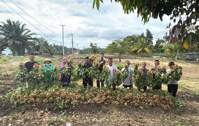 Personel Kompi Senapan B Yonif TP 850/SC Panen Raya kacang Tanah Di Mako