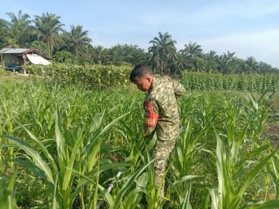 SERKA HANDOKO LAKSANAKAN PERAWATAN TANAMAN DI AREA ECOPARK SIMPANG BANGKO