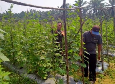 Turun Langsung ke Kebun, Babinsa Koramil 05/Rimba Melintang Dampingi Petani Rawat Demplot Sayur