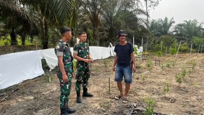 Yonif TP 850/SC Bersama Warga Gumanti Basmi Hama Tanaman