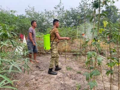 Yonif TP 850/SC Bersama Warga Gumanti Basmi Hama Tanaman